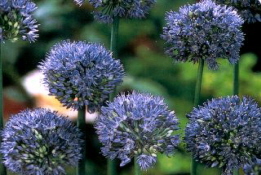 Allium caeruleum Blauwe look bestellen